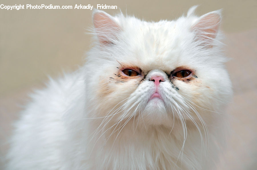 Animal, Pet, Angora, Cat, Beak, Bird, Head
