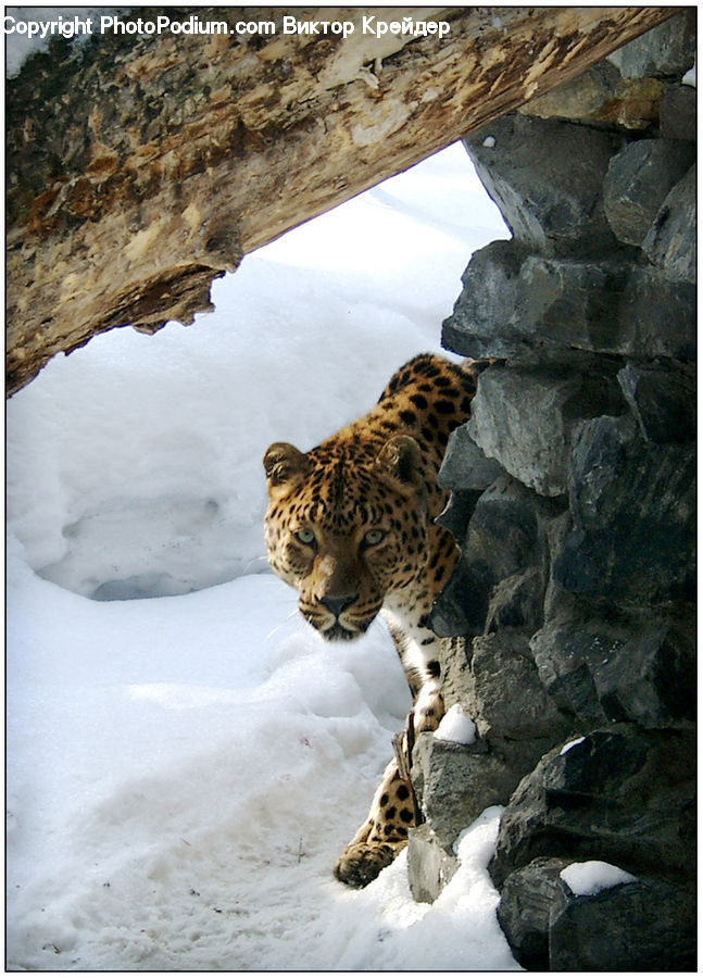 Animal, Leopard, Wildlife, Jaguar, Bird, Flicker Bird, Woodpecker