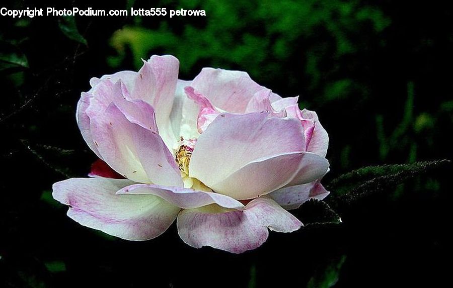 Blossom, Flower, Plant, Rose, Night, Outdoors, Flora