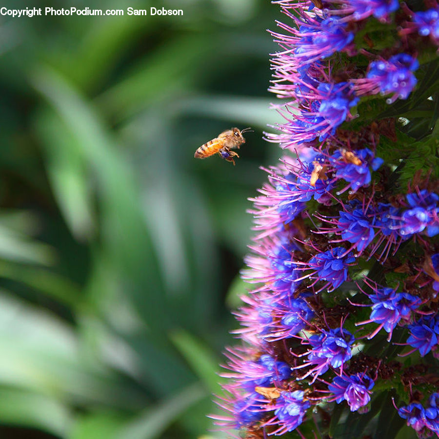 Flora, Pollen, Bee, Insect, Invertebrate, Blossom, Flower