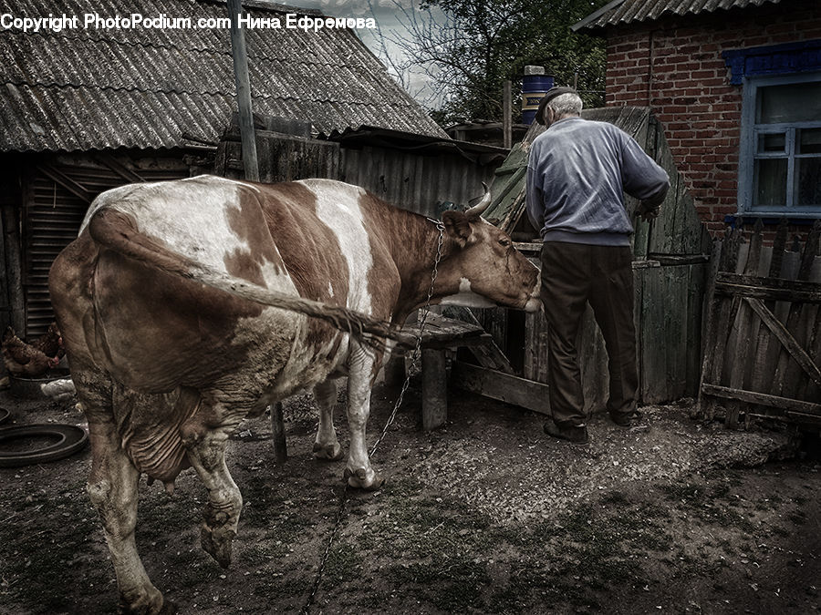 People, Person, Human, Brick, Animal, Horse, Mammal