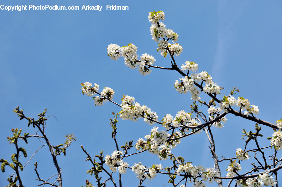 Blossom, Flora, Flower, Plant, Cherry Blossom