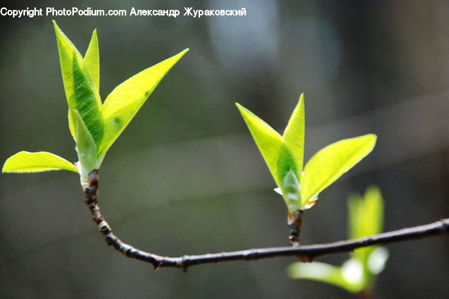 Bud, Plant, Blossom, Flora, Flower, Field, Grass