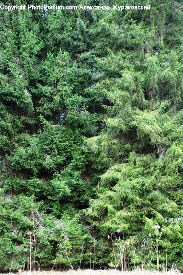Conifer, Fir, Plant, Tree, Wood, Yew, Spruce