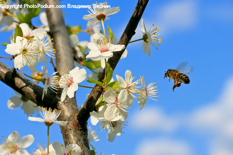 Blossom, Flora, Flower, Plant, Cherry Blossom, Aster, Petal