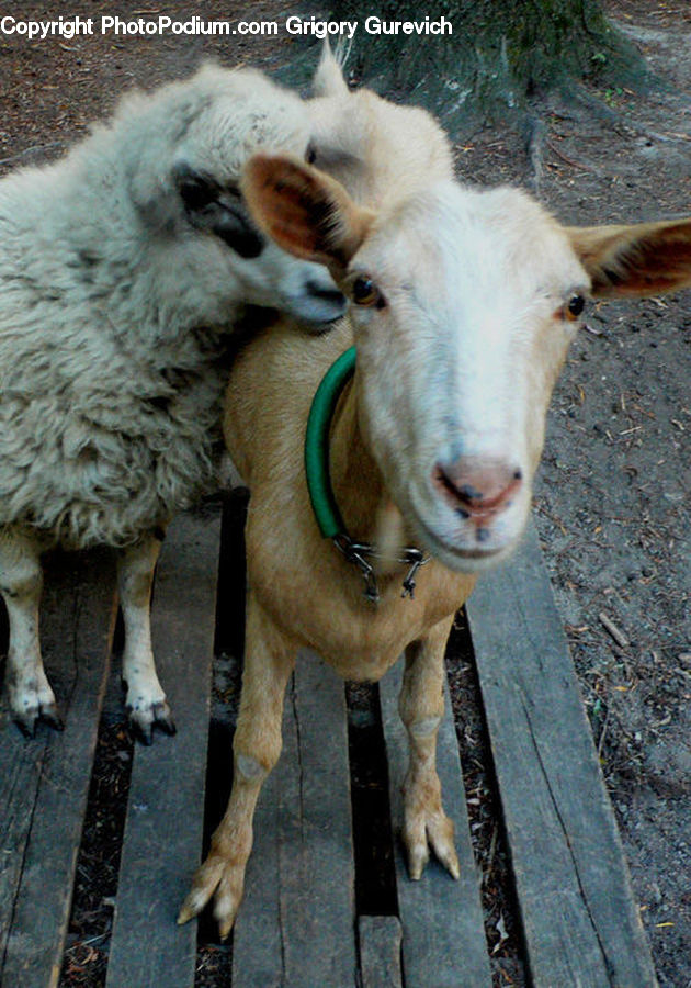 Animal, Goat, Mammal, Mountain Goat, Aries, Sheep