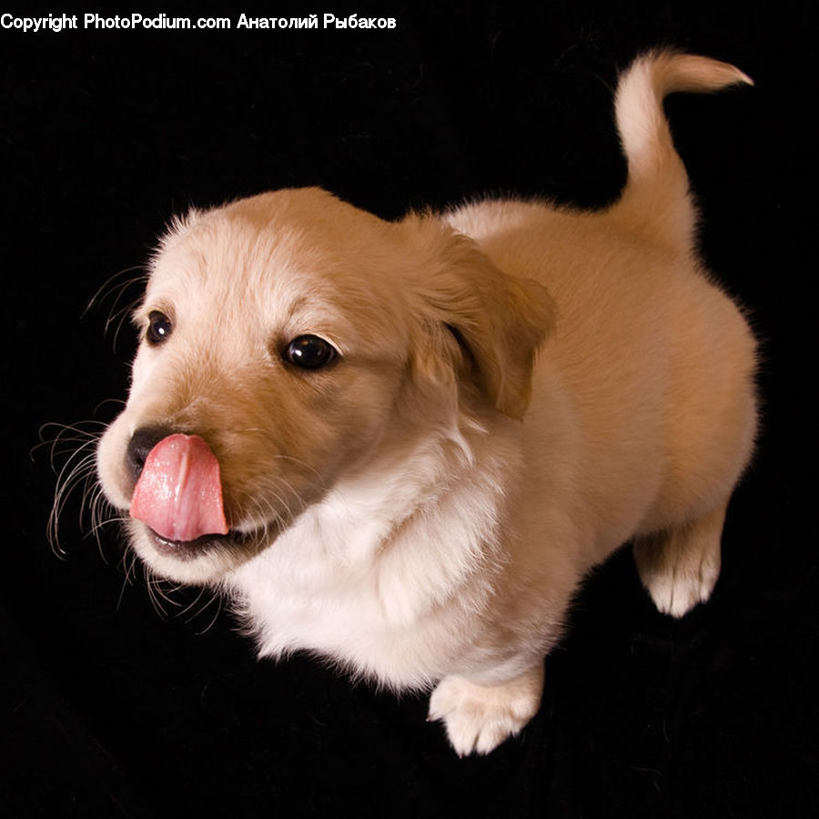 Animal, Canine, Dog, Golden Retriever, Mammal, Pet, Labrador Retriever
