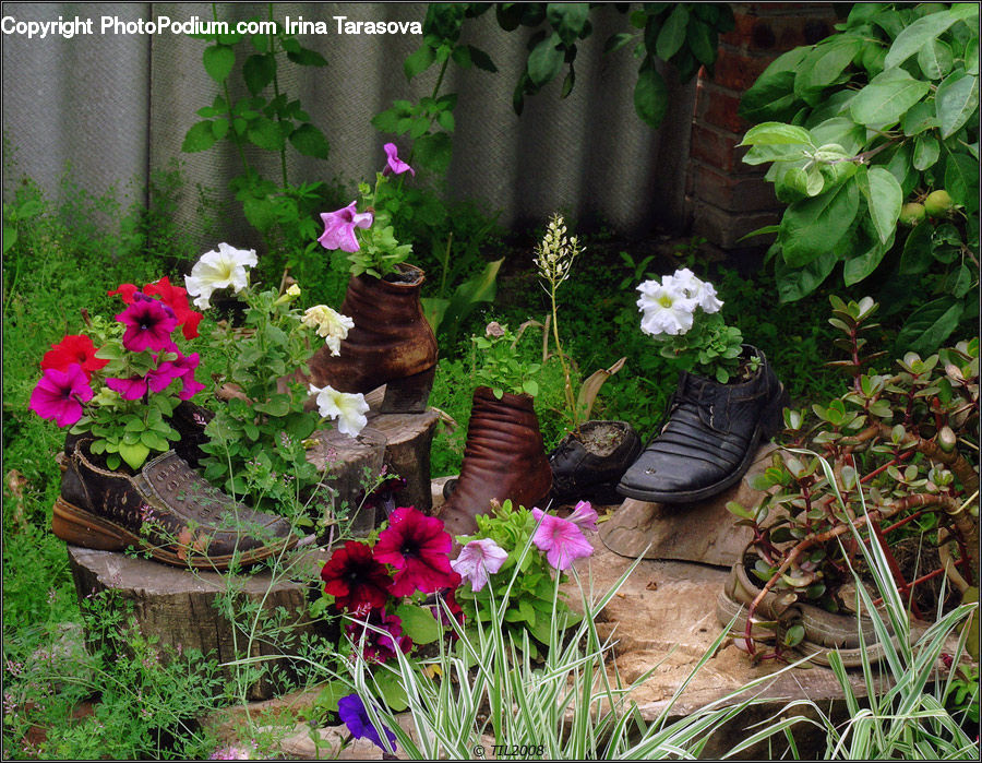 Blossom, Flora, Flower, Geranium, Plant, Potted Plant, Pot