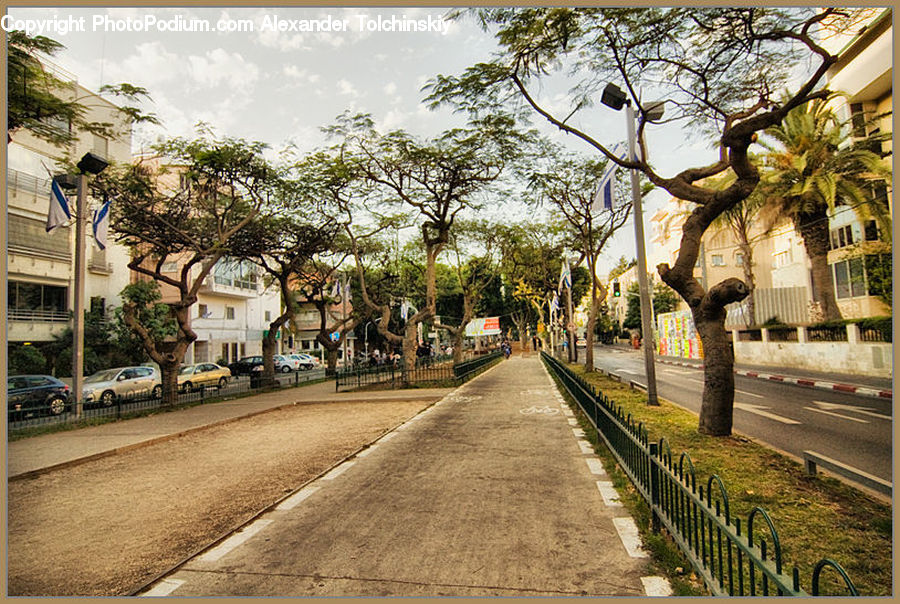 Plant, Tree, Oak, Wood, Building, Housing, Villa