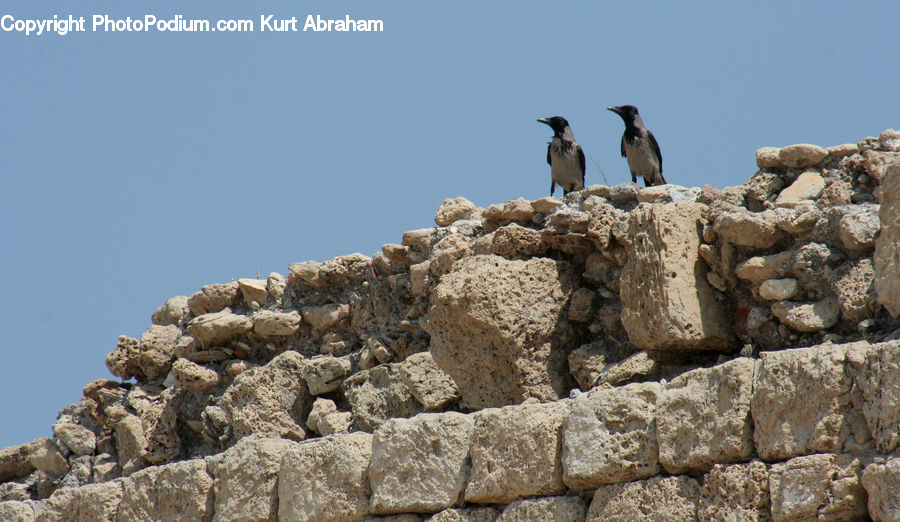Bird, Booby, Ruins, Rubble, Blackbird, Crow, Rock