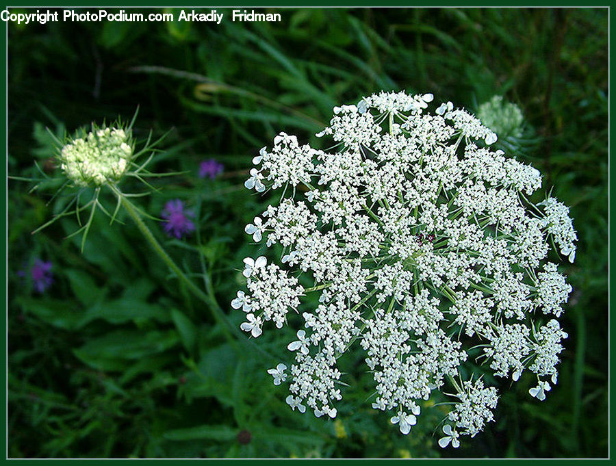 Apiaceae, Blossom, Plant, Allium, Flora, Flower, Lilac