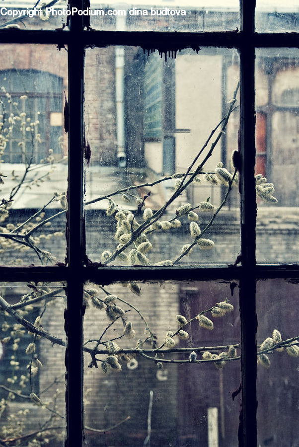 Window
