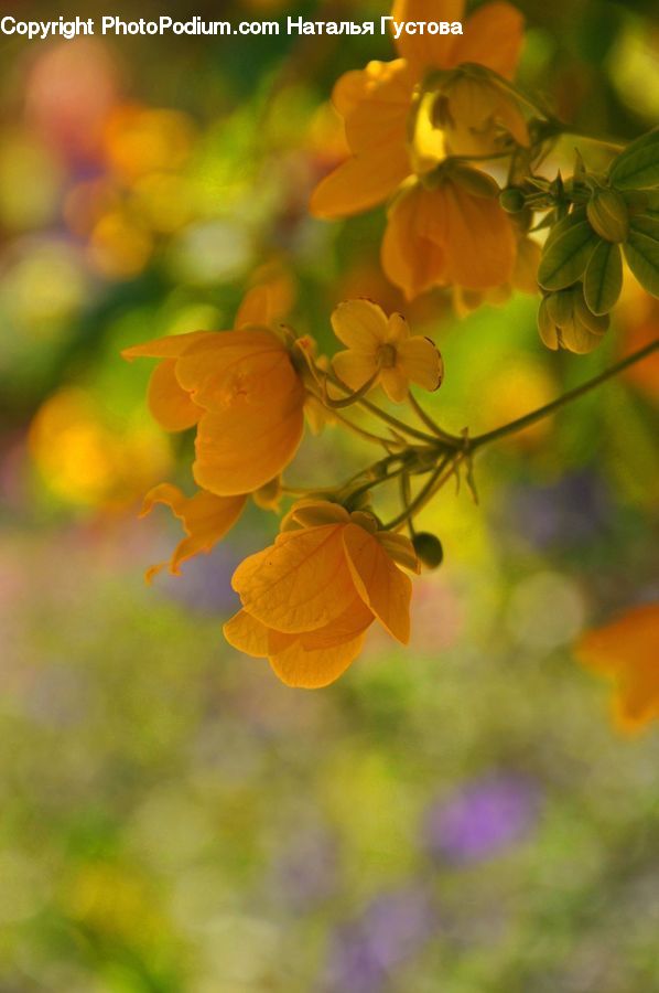 Blossom, Flora, Flower, Plant, Tulip, Cosmos, Geranium