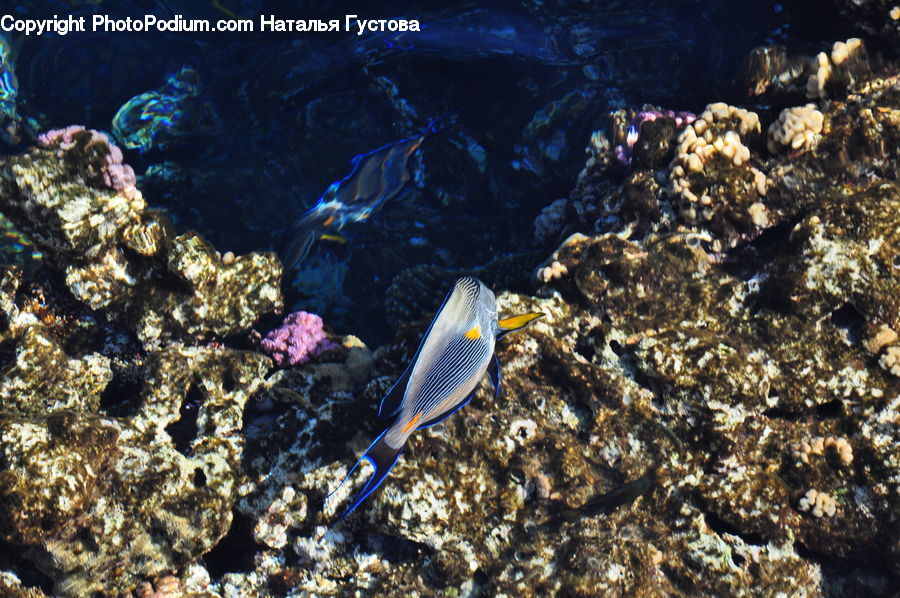 Coral Reef, Outdoors, Reef, Sea, Sea Life, Water, Agaric