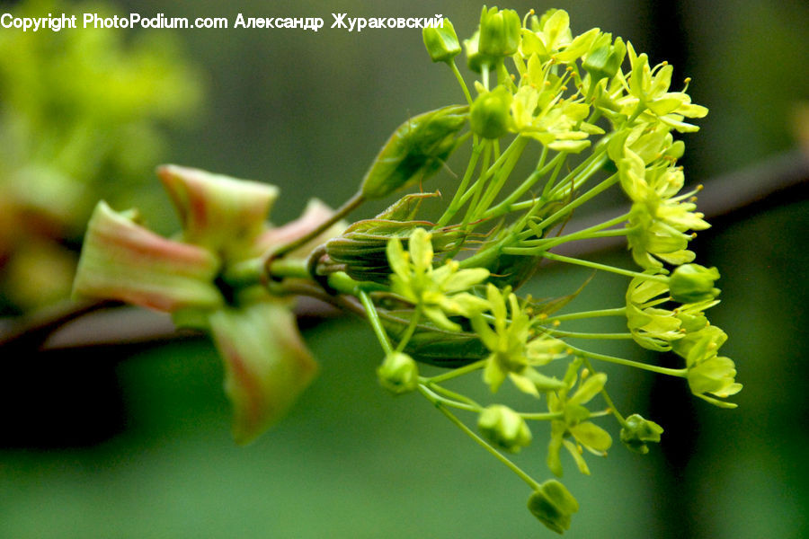 Dill, Plant, Herbs, Parsley, Blossom, Flora, Flower