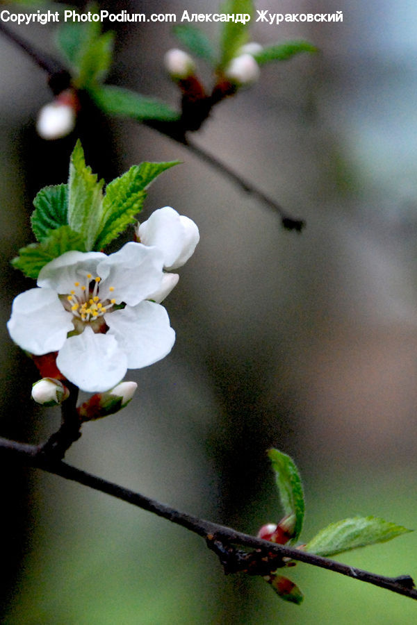 Blossom, Flora, Flower, Plant, Bud, Geranium, Flower Arrangement