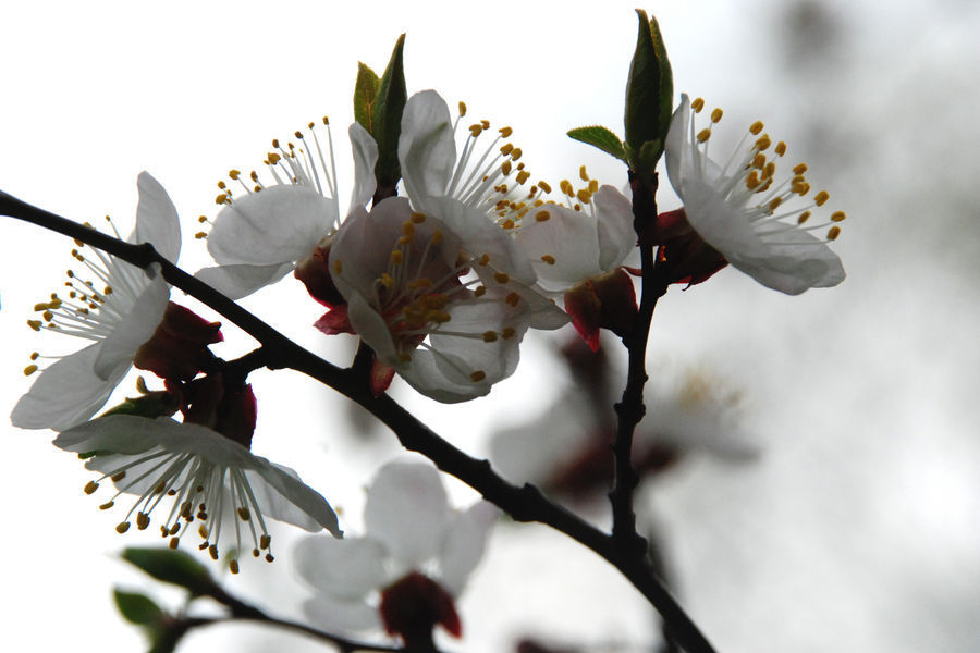 Blossom, Flora, Flower, Plant, Cosmos, Cherry Blossom, Crocus