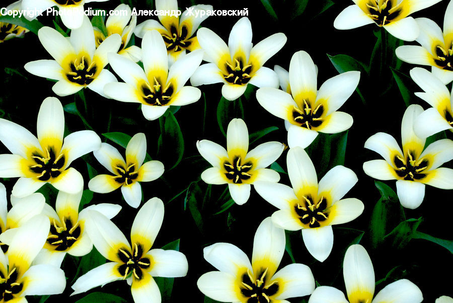 Blossom, Flora, Flower, Plant, Treasure Flower, Petal, Lily