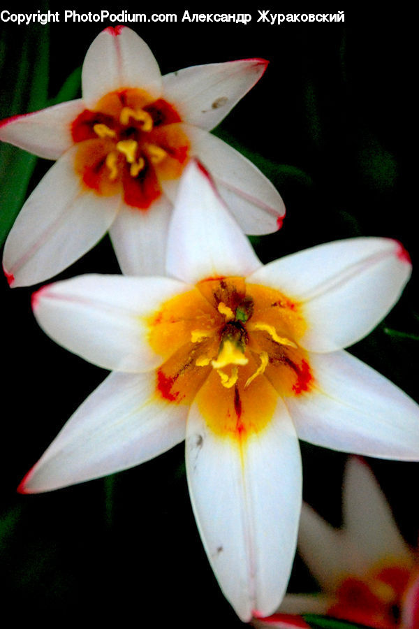 Flora, Flower, Gladiolus, Plant, Blossom, Daffodil, Lily