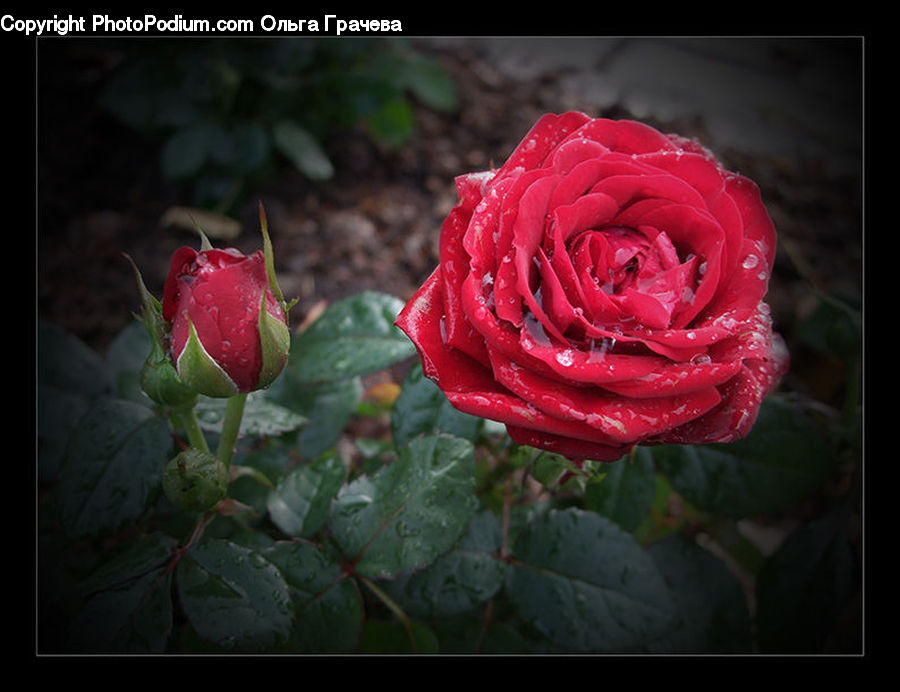 People, Person, Human, Blossom, Flower, Plant, Rose