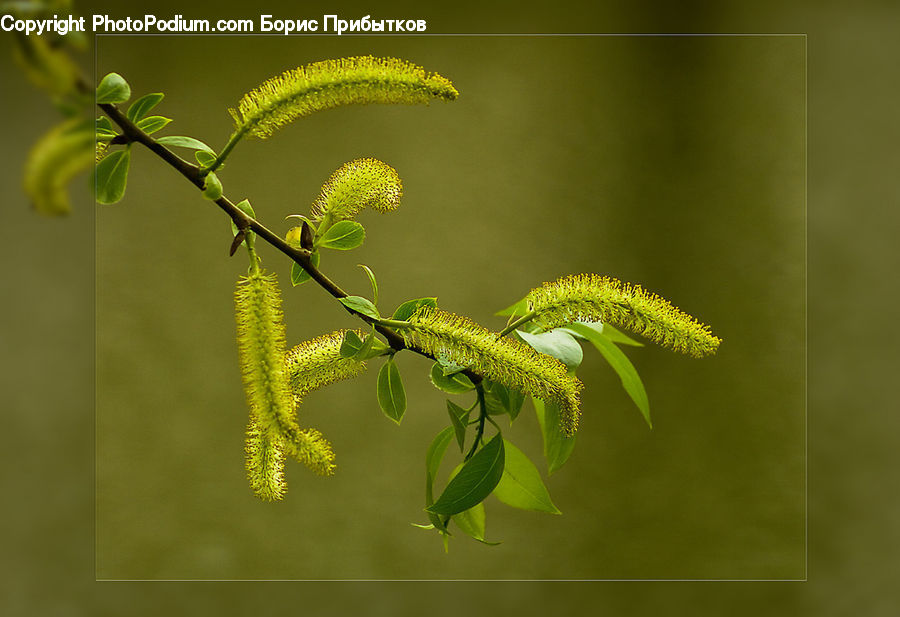Flower, Mimosa, Plant, Fern, Blossom, Flora, Conifer