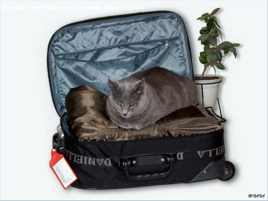 Plant, Potted Plant, Luggage, Suitcase, Indoors, Interior Design, Room