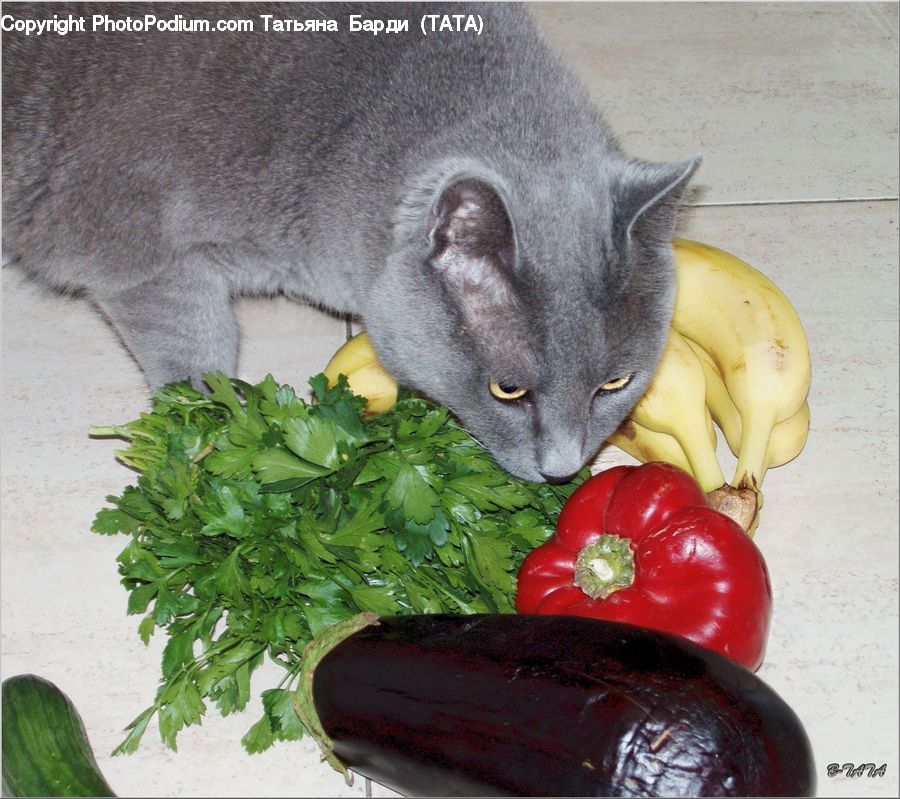 Animal, Chinchilla, Mammal, Rodent, Plant, Potted Plant, Broccoli