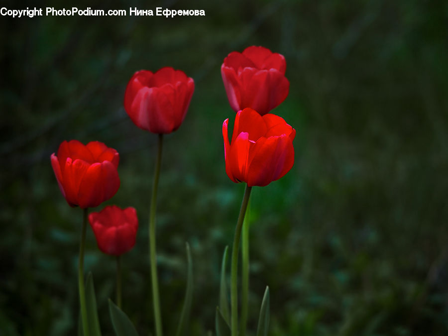 Blossom, Flora, Flower, Plant, Tulip, Poppy, Crocus