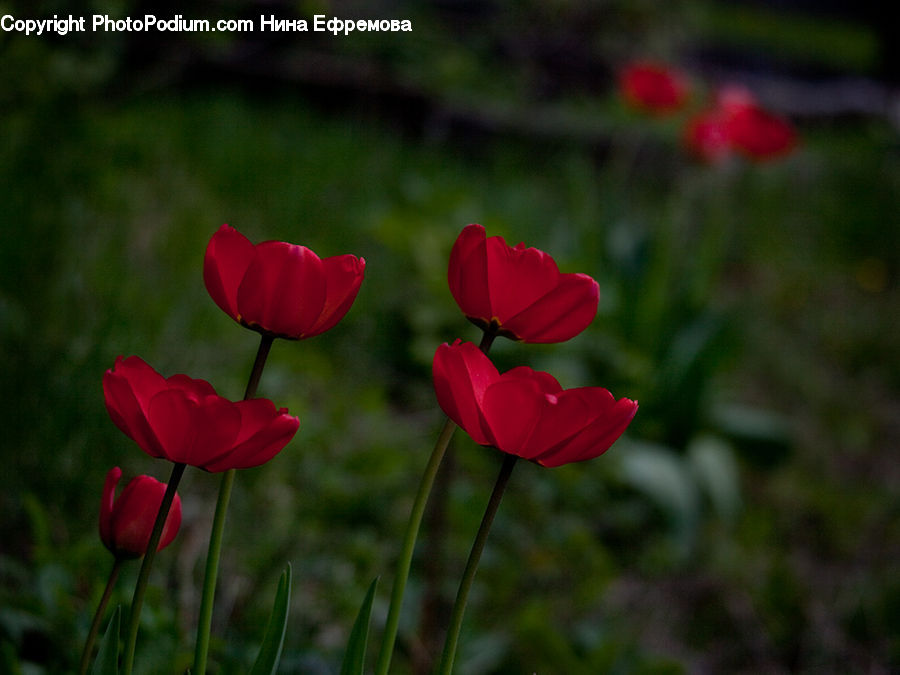 Blossom, Flora, Flower, Plant, Tulip, Fiber, Flax
