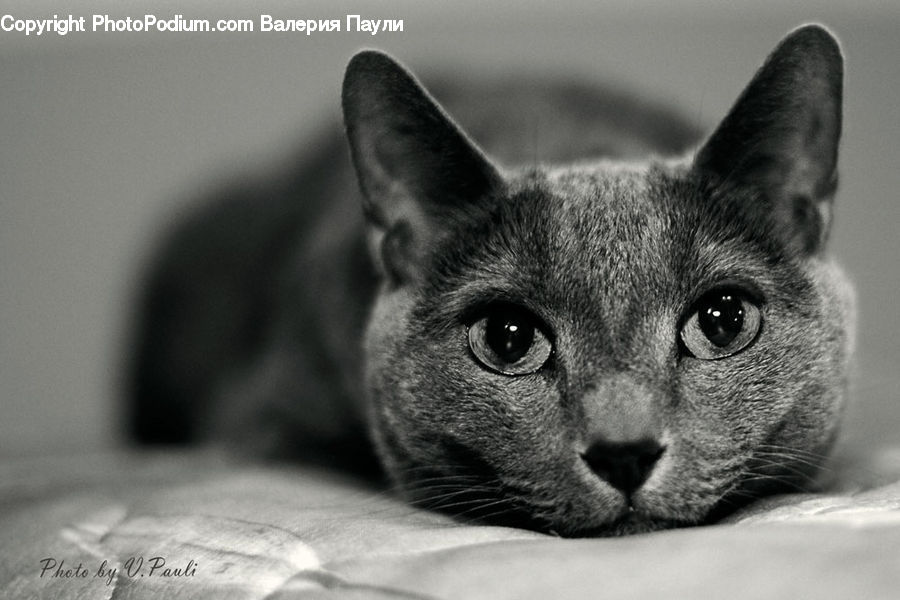 Abyssinian, Animal, Cat, Mammal, Pet, Siamese