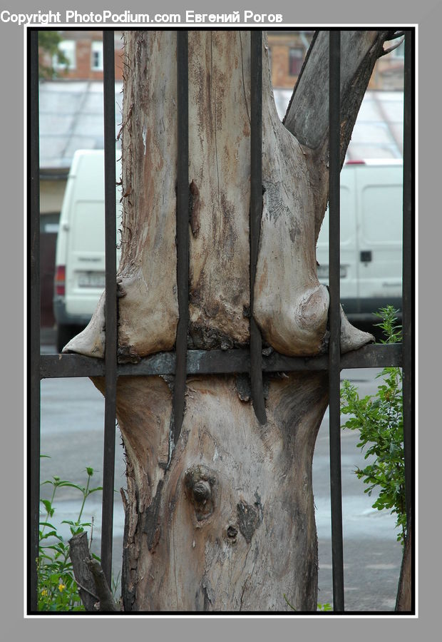 Plant, Potted Plant, Window, Vine, Angus, Animal, Bull