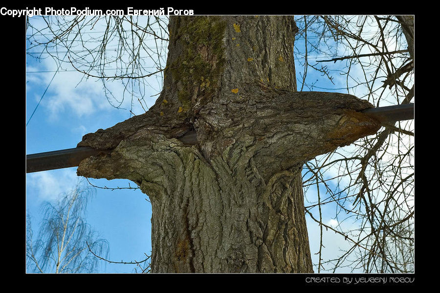 Oak, Tree, Wood, Plant, Sycamore, Tree Trunk, Birch