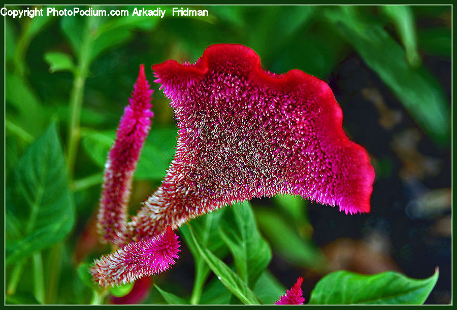 Blossom, Flora, Flower, Plant, Carnation, Dahlia