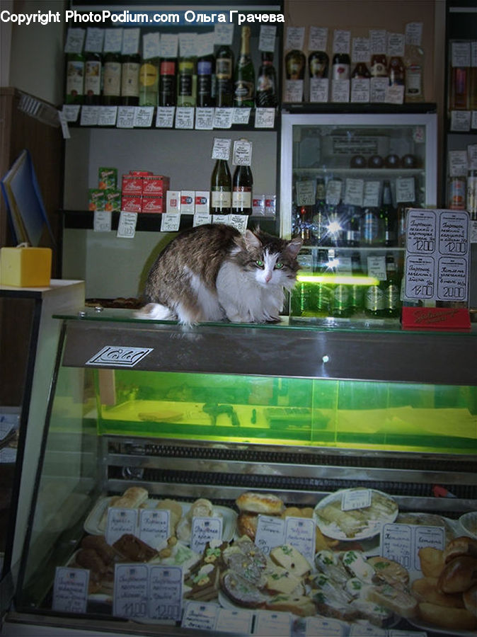 Animal, Cat, Mammal, Pet, Adorable, Pantry, Room