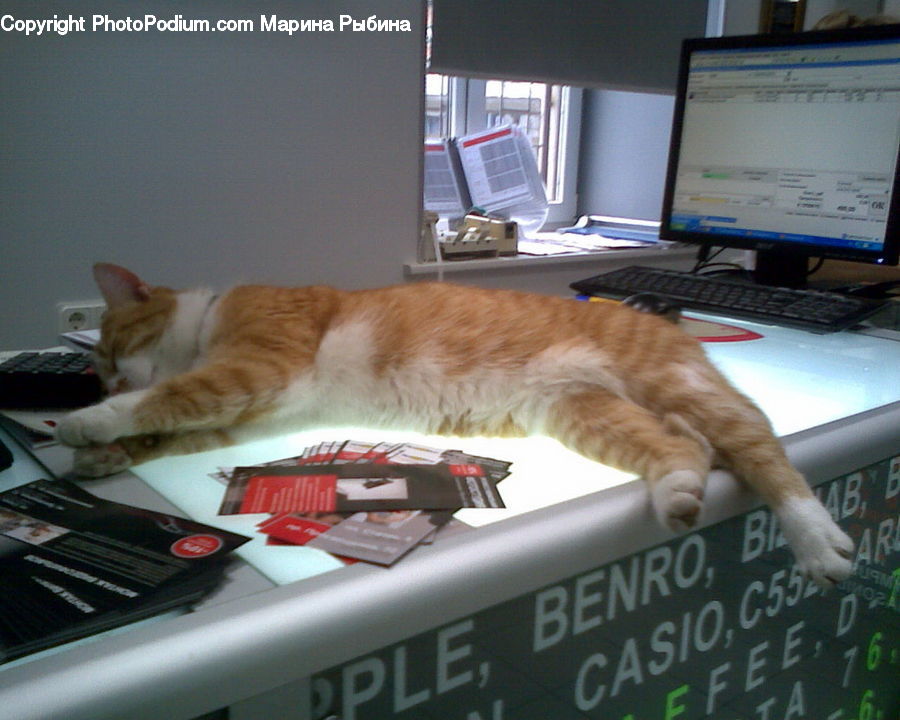 Window, Computer, Electronics, LCD Screen, Laptop, Pc, Animal