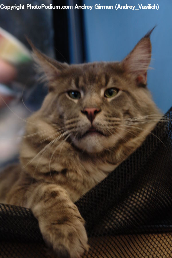 Abyssinian, Animal, Cat, Mammal, Pet, Manx