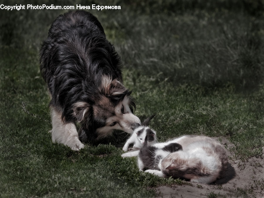 Animal, Cat, Kitten, Mammal, Pet, Canine, Collie