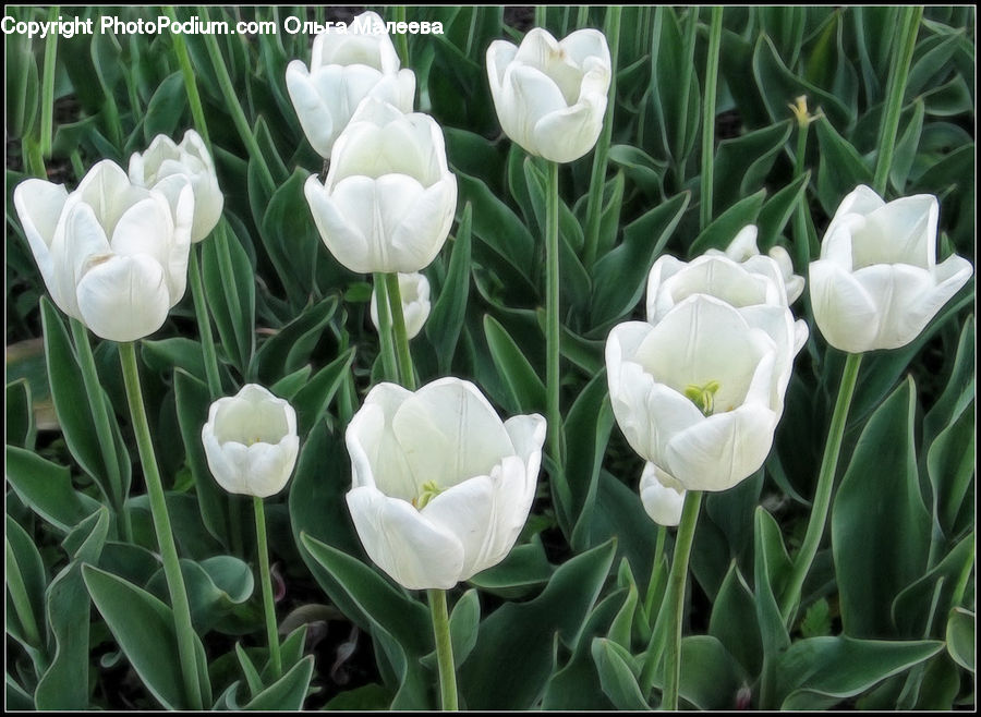 Blossom, Flora, Flower, Plant, Tulip, Crocus
