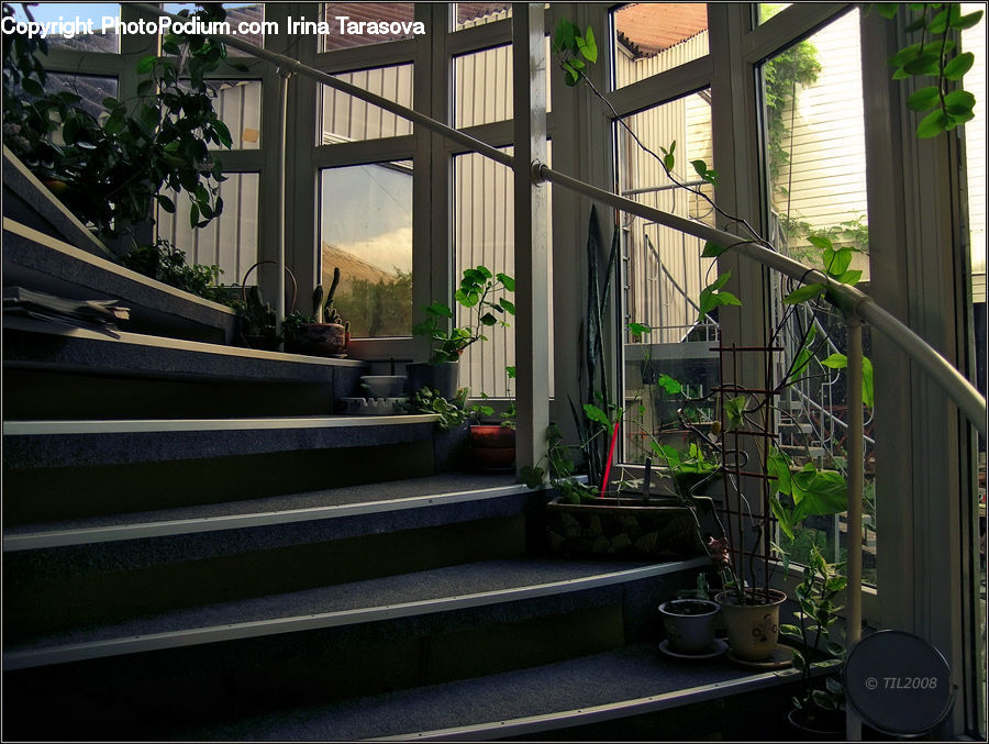 Plant, Potted Plant, Bonsai, Tree, Pot, Pottery, Building