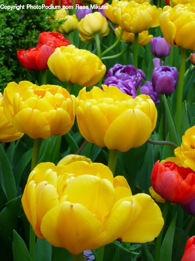 Blossom, Flora, Flower, Plant, Tulip, Crocus