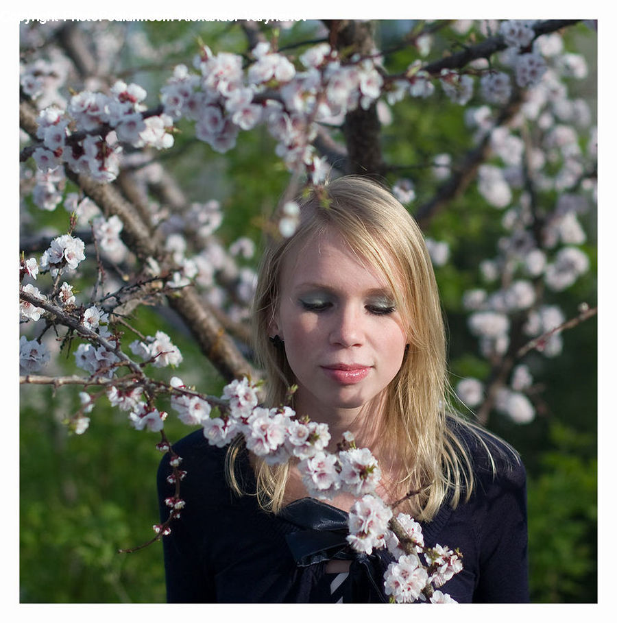People, Person, Human, Blossom, Cherry Blossom, Flower, Flora