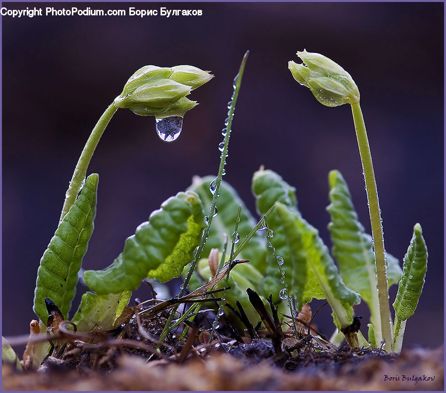 Plant, Sprout, Moss, Blossom, Flora, Flower, Geranium