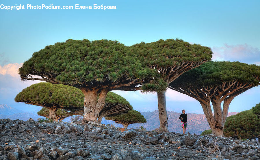 Plant, Tree, Vegetation, Rubble, Conifer, Fir, Rock