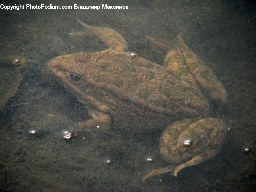 Amphibian, Frog, Wildlife