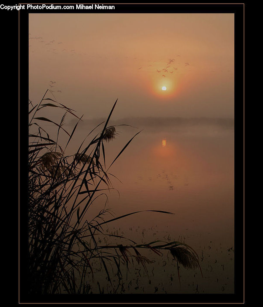 Grass, Plant, Reed, Dawn, Dusk, Sky, Sunrise