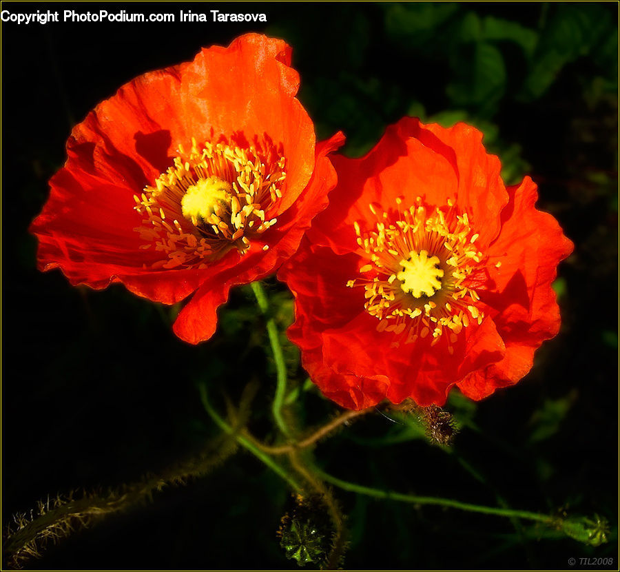 Flora, Pollen, Blossom, Flower, Plant, Poppy, Dahlia