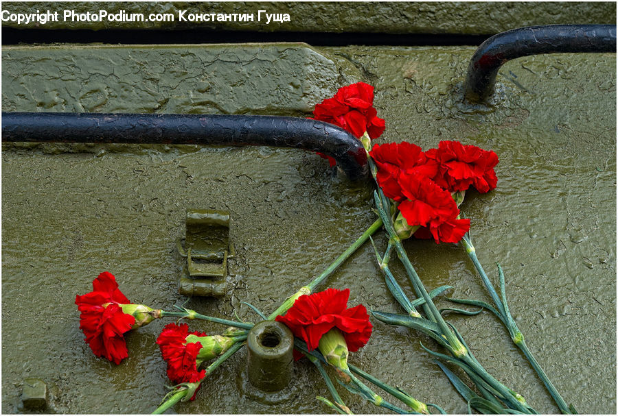 Plant, Potted Plant, Ground, Soil, Blossom, Flower, Rose