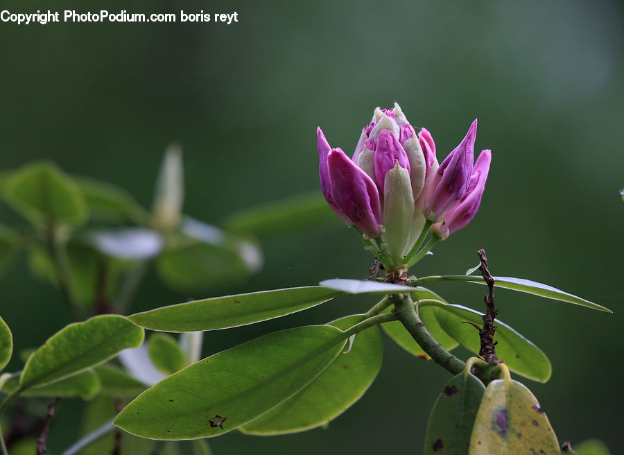 Blossom, Flora, Flower, Plant, Bud, Geranium, Crocus