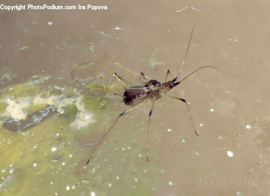 Arachnid, Garden Spider, Insect, Invertebrate, Spider, Amphibian, Tadpole