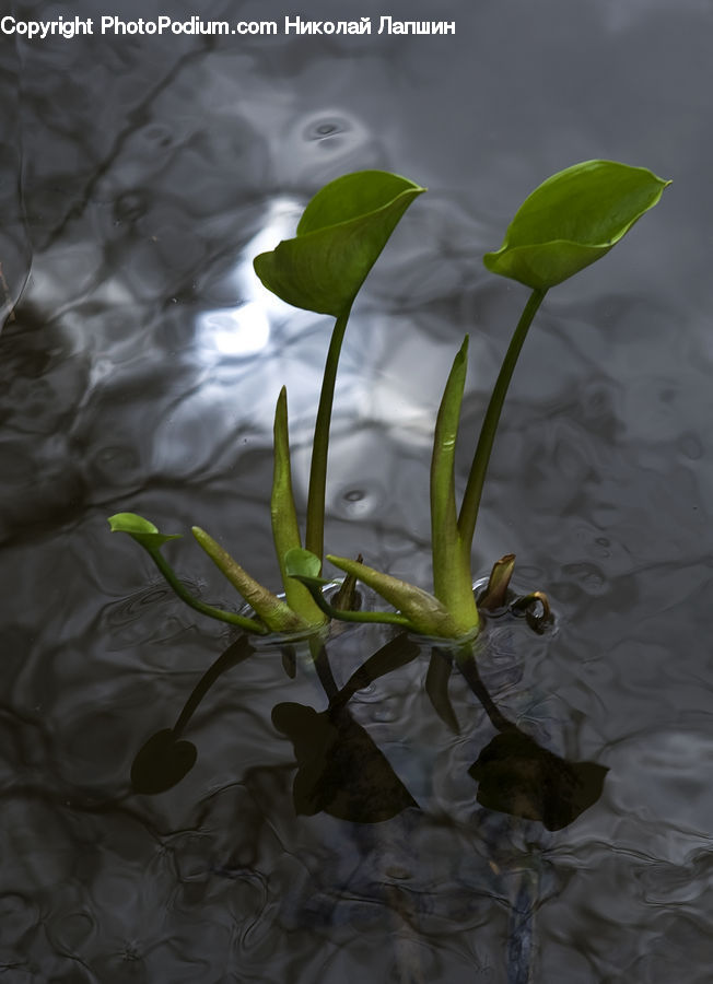 Flower, Lily, Plant, Pond Lily, Blossom, Daffodil, Flora